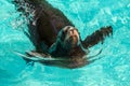 Sea lion pool swim