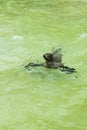 Sea lion in pool