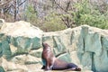 Sea Lion Royalty Free Stock Photo