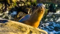 Sea lion posing sniffing intruders.