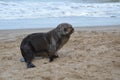 sea lion pup on the beach in carilo