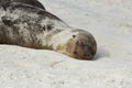 Sea lion pup covered with sand sleeping on the beach Royalty Free Stock Photo