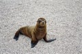 Sea Lion Pup, Galapagos Islands, Ecuador Royalty Free Stock Photo