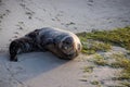 Sea lion pup lays by its mother on La Jolla Beach Royalty Free Stock Photo