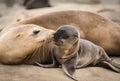 Sea lion pup and mom giving a kiss Royalty Free Stock Photo