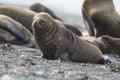 Sea lion puppy, on beach  breeding colony, Royalty Free Stock Photo