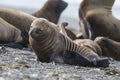 Sea lion puppy, on beach  breeding colony Royalty Free Stock Photo