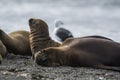 Female Sea lion beach  breeding colony,Peninsula Valdes, Royalty Free Stock Photo