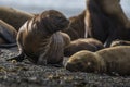 Sea lion puppy, on beach breeding colony,Peninsula Valdes,