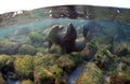 Sea lion pups playing underwater Royalty Free Stock Photo