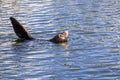 Sea lion resting with its head and a foreflipper out of the water; Moss Landing harbor, Monterey bay, California Royalty Free Stock Photo