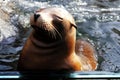Sea lion resting in a pond in a zoo Royalty Free Stock Photo