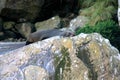 Sea lion resting in a rock in milford sound Royalty Free Stock Photo