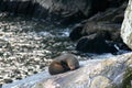 Sea lion sleeping in a rock in milford sound Royalty Free Stock Photo