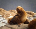 Sea lion resting in Ushuaia Royalty Free Stock Photo