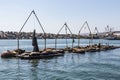 Sea Lion Rests on Bait Barge in Ensenada, Mexico