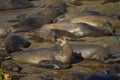 Sea Lion Roaring wildly on the Beach with other members around Royalty Free Stock Photo