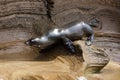 A sea lion on the rock