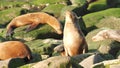 Sea lion on the rock in La Jolla. Wild eared seal resting near pacific ocean on stone. Funny wildlife animal lazing on the beach.