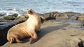 Sea lion on the rock in La Jolla. Wild eared seal resting near pacific ocean on stone. Funny wildlife animal lazing on the beach.