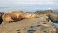 Sea lion on the rock in La Jolla. Wild eared seal resting near pacific ocean on stone. Funny wildlife animal lazing on the beach. Royalty Free Stock Photo