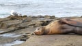 Sea lion on the rock in La Jolla. Wild eared seal resting near pacific ocean on stone. Funny wildlife animal lazing on the beach. Royalty Free Stock Photo