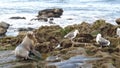 Sea lion on the rock in La Jolla. Wild eared seal resting near pacific ocean on stone. Funny wildlife animal lazing on the beach. Royalty Free Stock Photo