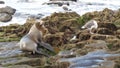 Sea lion on the rock in La Jolla. Wild eared seal resting near pacific ocean on stone. Funny wildlife animal lazing on the beach. Royalty Free Stock Photo