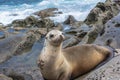 Sea lion on the rocks, La Jolla, California Royalty Free Stock Photo