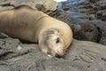 Sea lion on the rocks, La Jolla, California Royalty Free Stock Photo