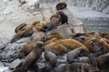 The sea lion rookery. Islands in the Pacific ocean near the coast of Kamchatka.