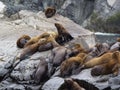 The sea lion rookery. Islands in the Pacific ocean near the coast of Kamchatka.