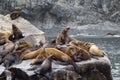 The sea lion rookery. Islands in the Pacific ocean near the coast of Kamchatka.