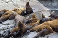 The sea lion rookery. Islands in the Pacific ocean near the coast of Kamchatka.