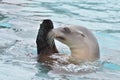 Sea lion salute 2 Royalty Free Stock Photo