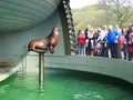 Sea lion in Sea museum, Lithuania