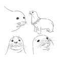 Sea Lion, seal animal, vector sketch illustration Royalty Free Stock Photo