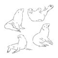 Sea Lion, seal animal, vector sketch illustration Royalty Free Stock Photo