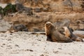 Sea Lion at Seal Bay Kangaroo Island Australia Royalty Free Stock Photo