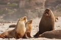 Sea Lion at Seal Bay Kangaroo Island Australia Royalty Free Stock Photo