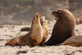 Sea Lion at Seal Bay Kangaroo Island Australia Royalty Free Stock Photo