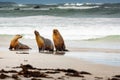 Sea Lion at Seal Bay Kangaroo Island Australia Royalty Free Stock Photo