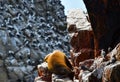 Sea lions in the Ballestas Islands 24