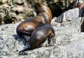 Sea lions in the Ballestas Islands 26