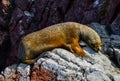 Sea lions in the Ballestas Islands 30