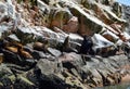 Sea lions in the Ballestas Islands 69