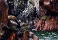 Sea lions in the Ballestas Islands 39