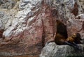 Sea lions in the Ballestas Islands 43