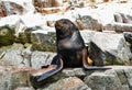 Sea lions in the Ballestas Islands 60