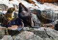 Sea lions in the Ballestas Islands 62